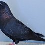 Kölner Tümmler schwarz von  Ladenberger, Simon  Preis sg 95 E